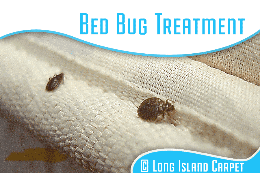 Bed Bug Treatment 